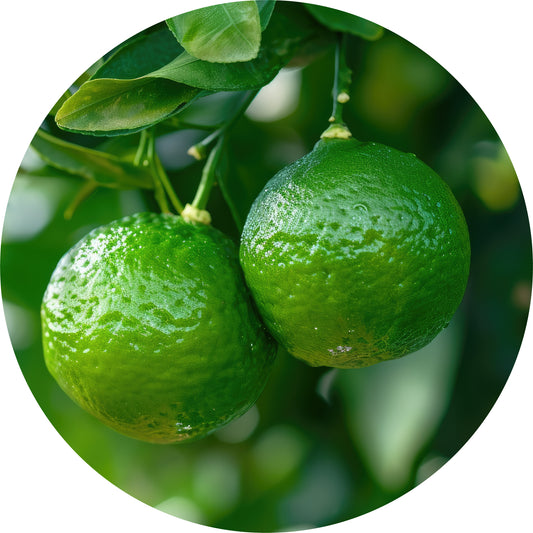 Bergamot - Essential Oil