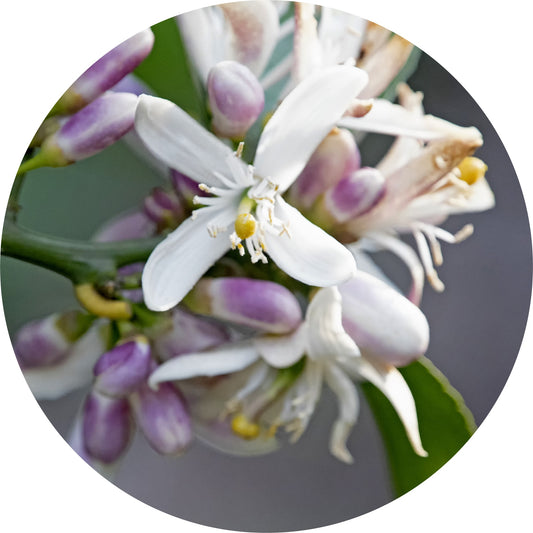 Neroli Grapefruit Blossom - Essential Oil