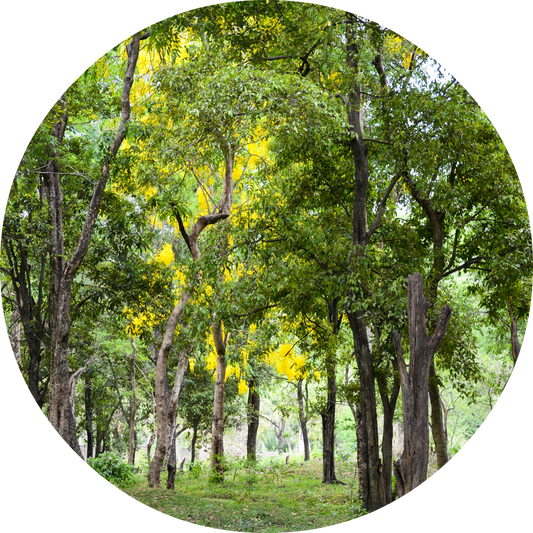 Sandalwood - Essential Oil