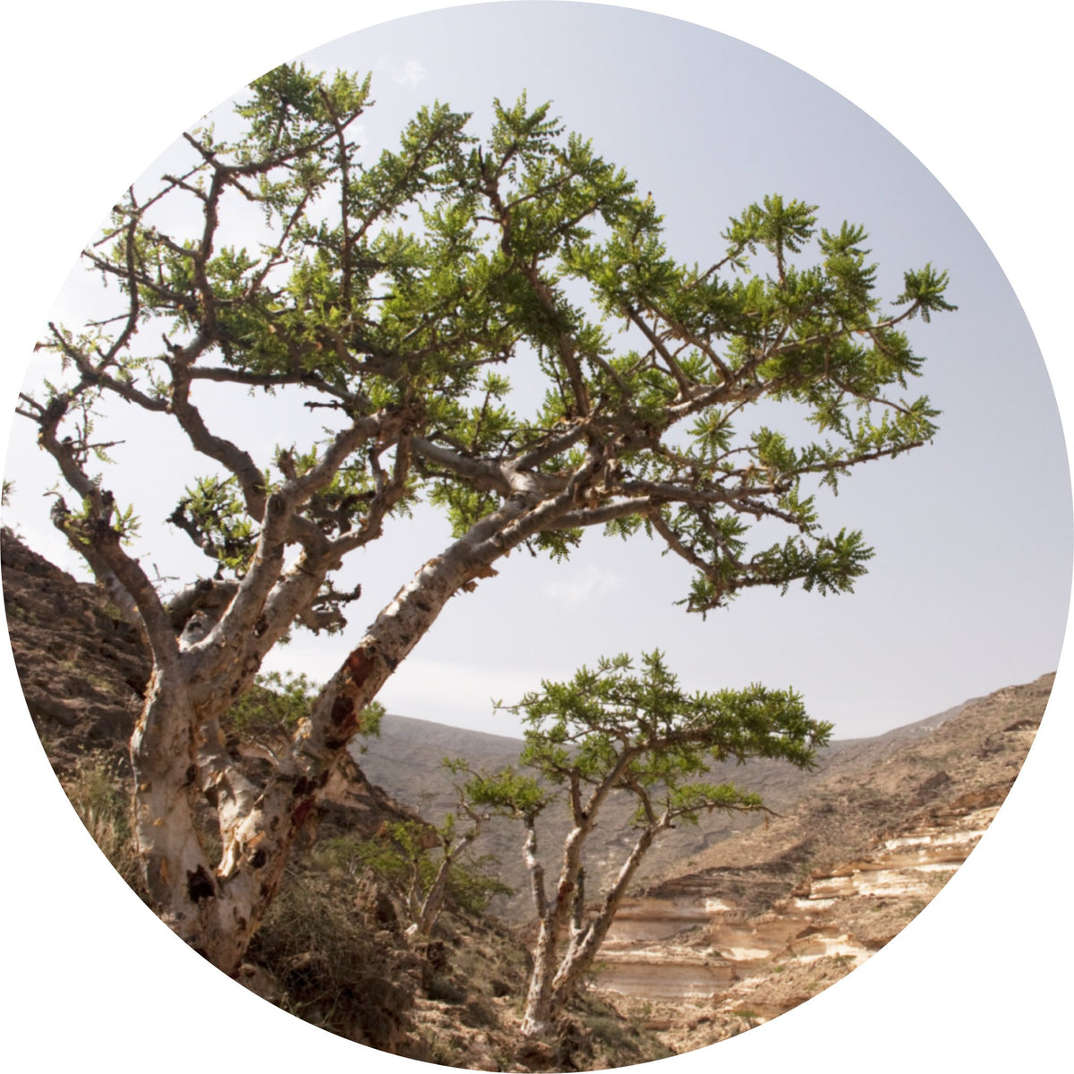frankincense essential oil