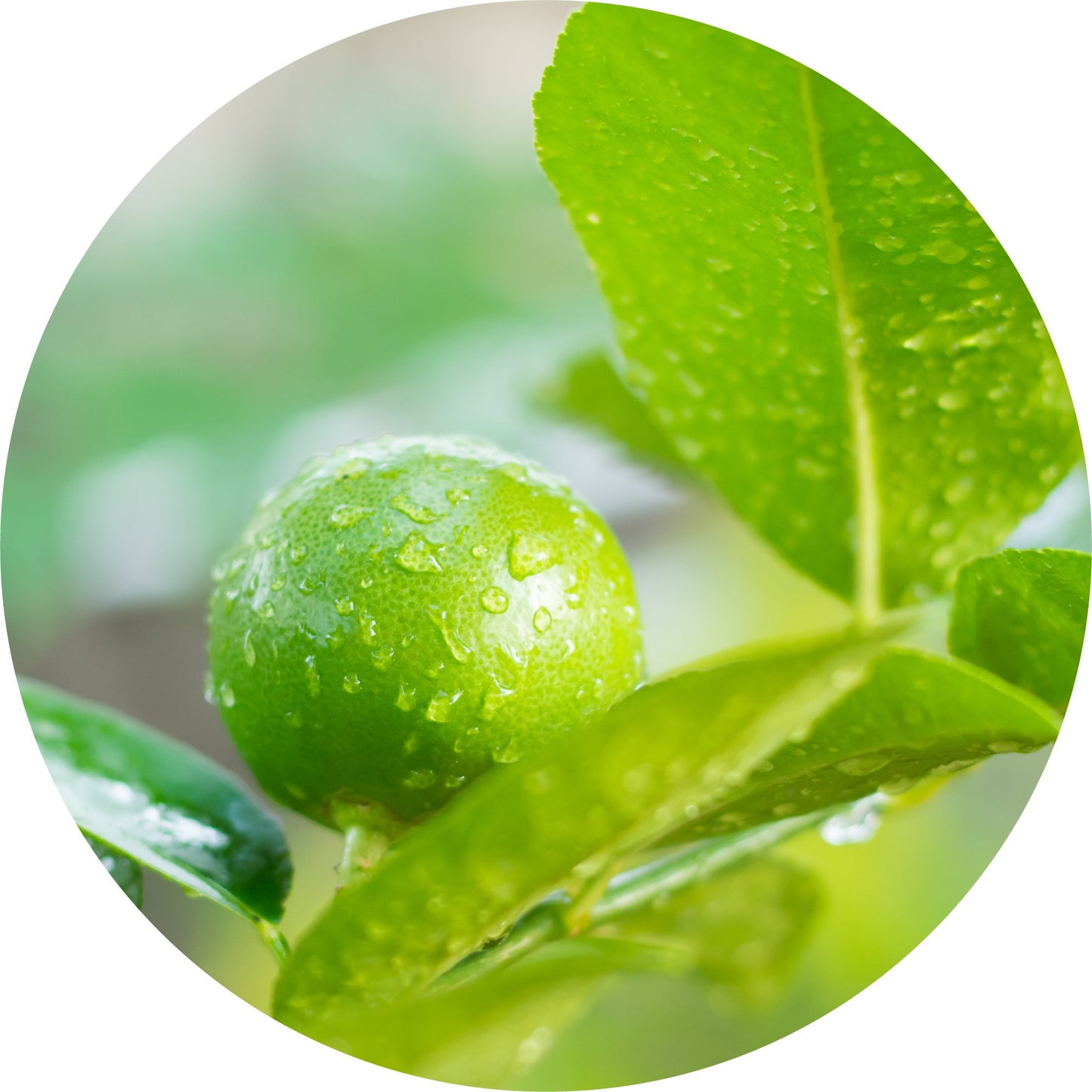 Limetta - Essential Oil