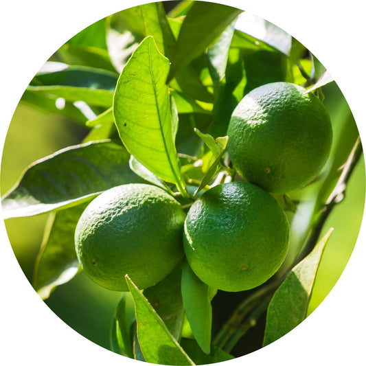 Petitgrain, Limetta - Essential Oil