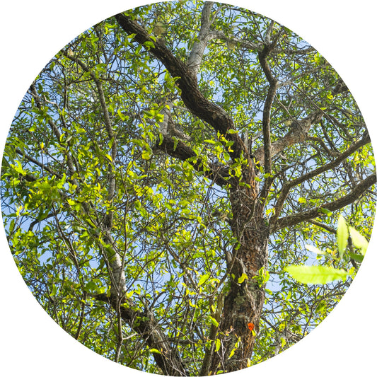 Sandalwood, Pacific Island - Essential Oil