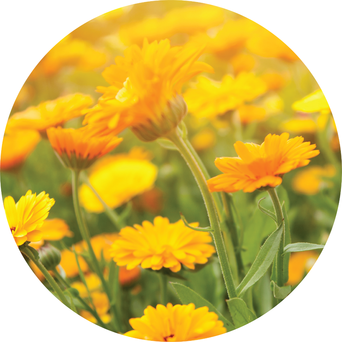 Calendula - Essential Oil