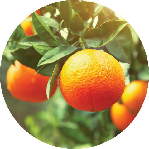 Clementine - Essential Oil
