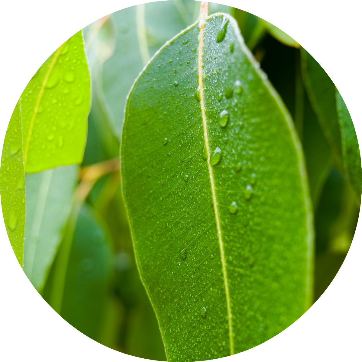Eucalyptus - Essential Oil