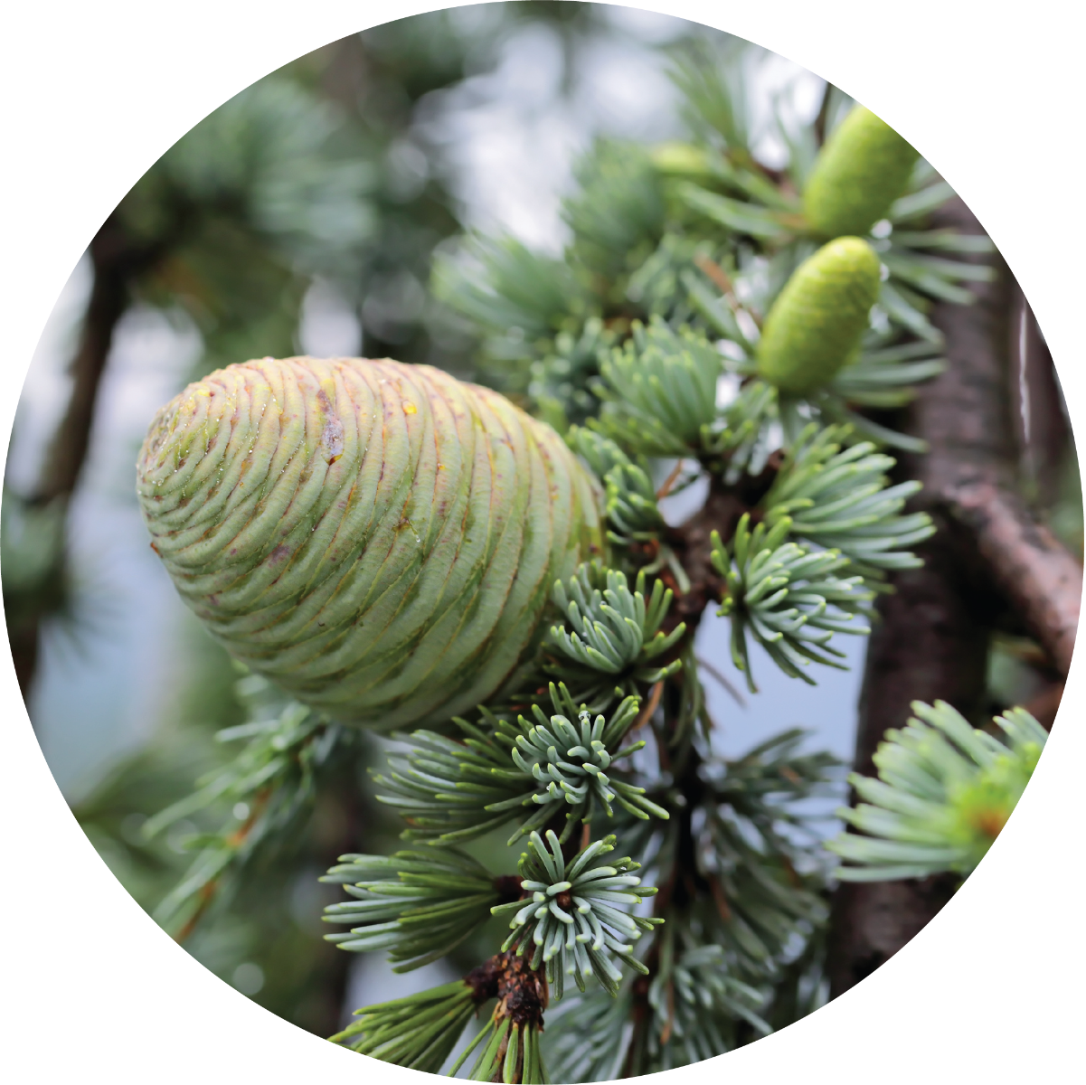 Cedar - Essential Oil