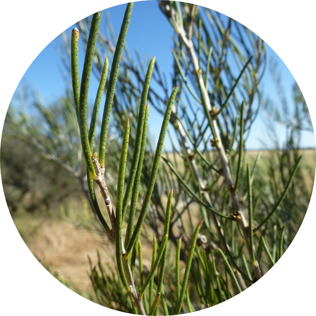 Myrtle, Honey - Essential Oil