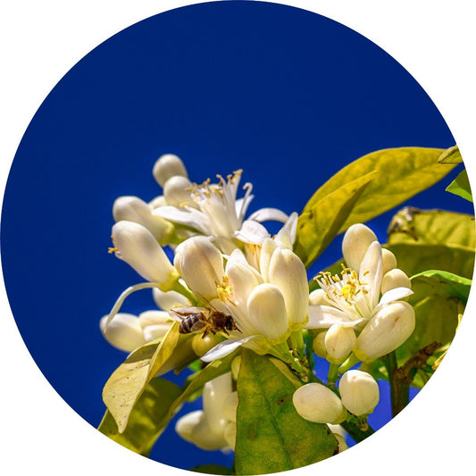 Petitgrain, Lemon - Essential Oil