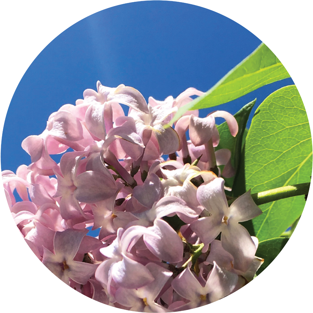 lilac essential oil