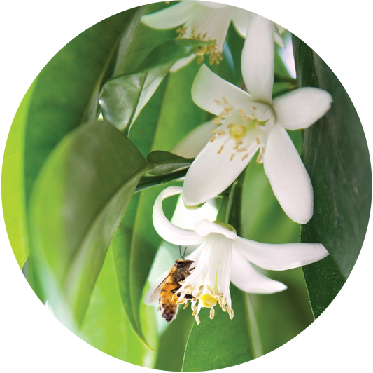 Petitgrain, Mandarin - Essential Oil