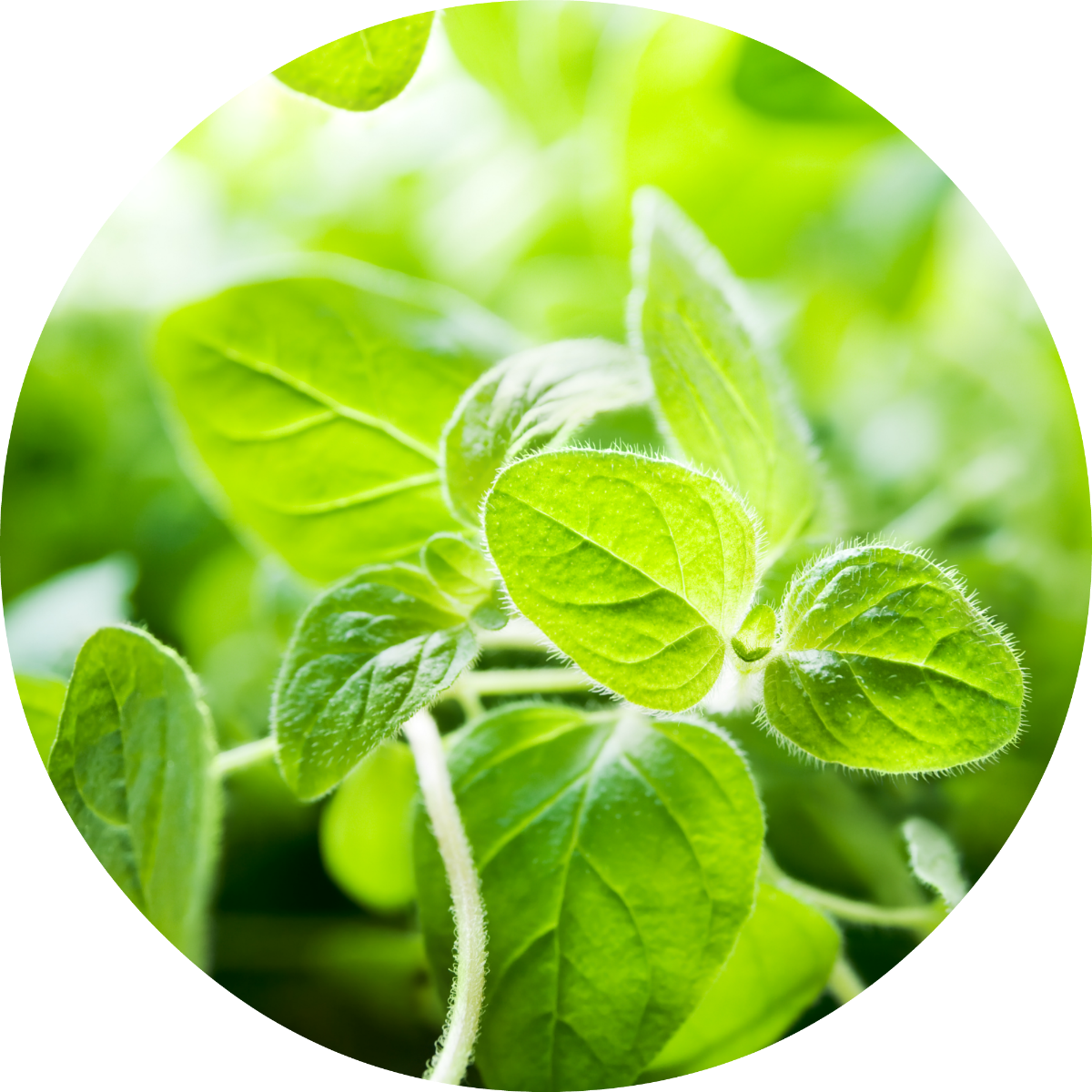 Oregano - Essential Oil