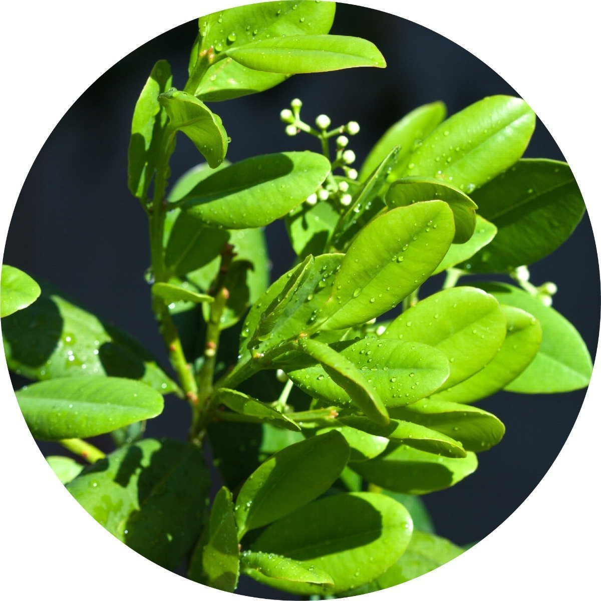 Ravensara - Essential Oil