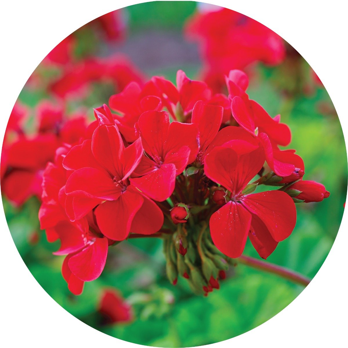 Roses over Geranium - Essential Oil