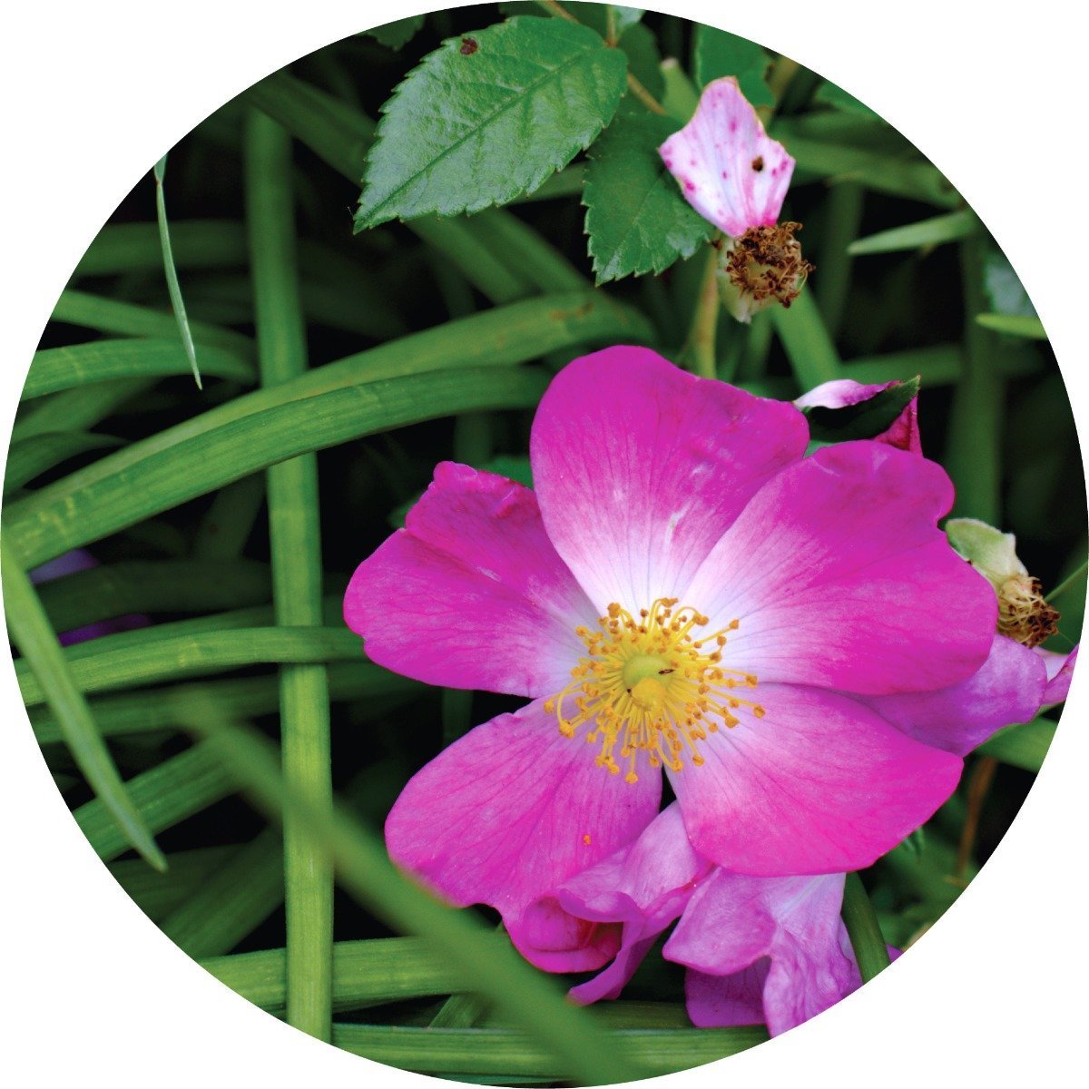 Roses over Vetiver - Essential Oil