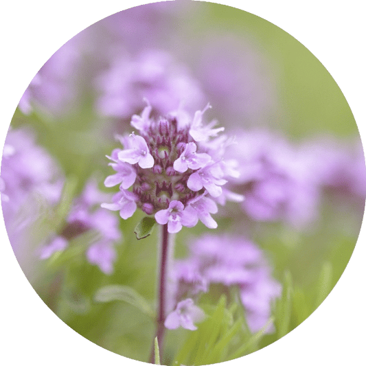 Thyme, Sweet - Essential Oil