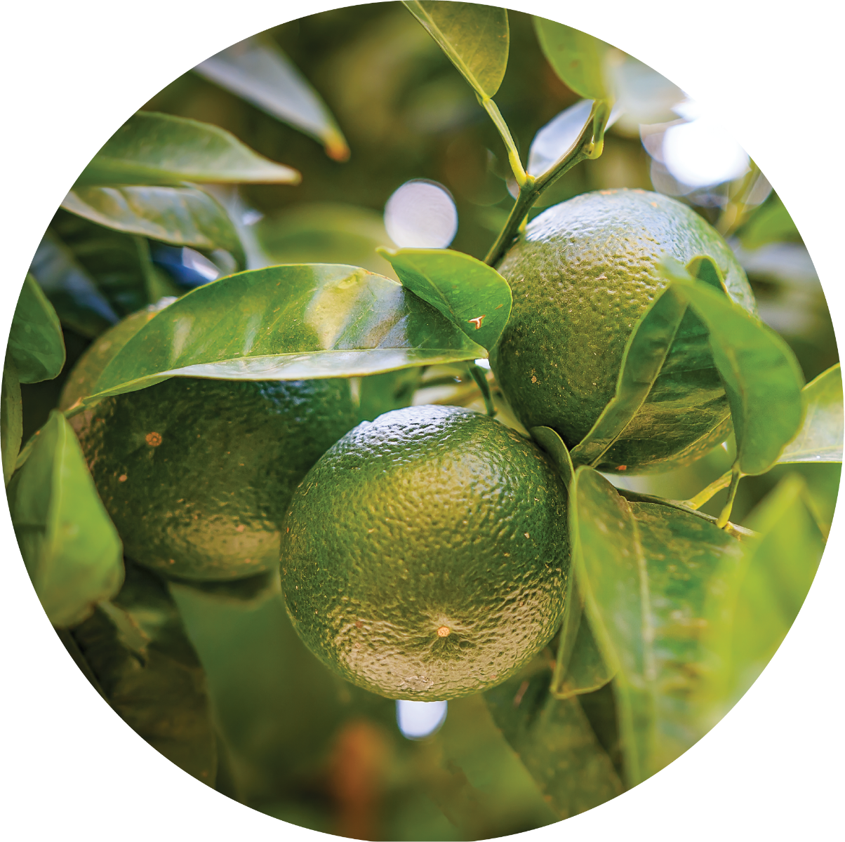 Tangerine - Essential Oil