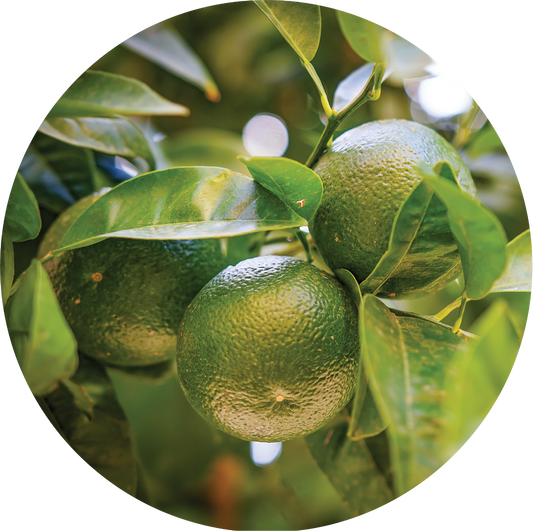 Tangerine - Essential Oil