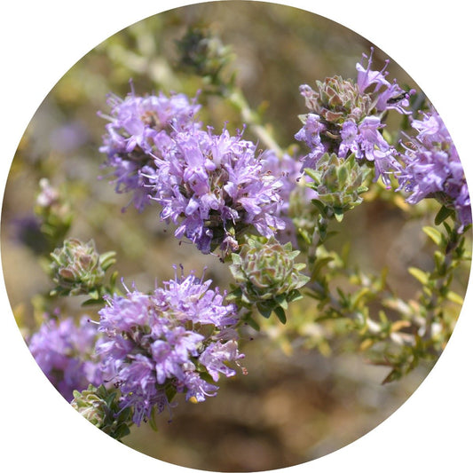 Thyme - Essential Oil