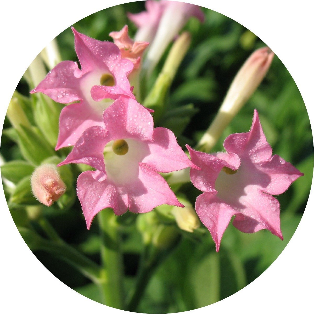 tobacco leaf absolute Oil - Nicotiana Tabacum | 100% Pure, Natural, Therapeutic Grade Oils for Aromatherapy, Diffuser, & DIY - 5ML to 1000ML Pounds per Gallon Tobacco Absolute Perfumer Supply
