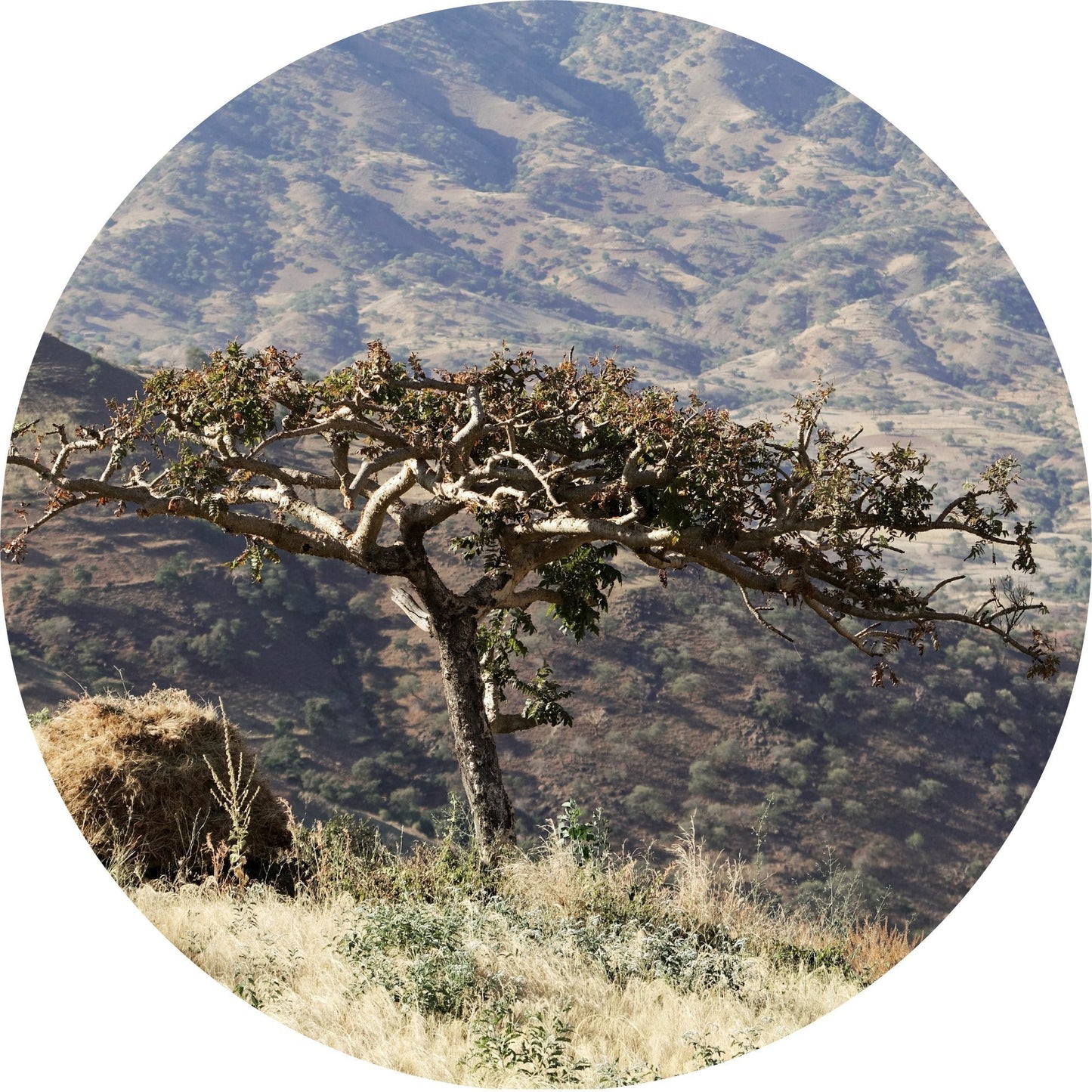 frankincense essential oil