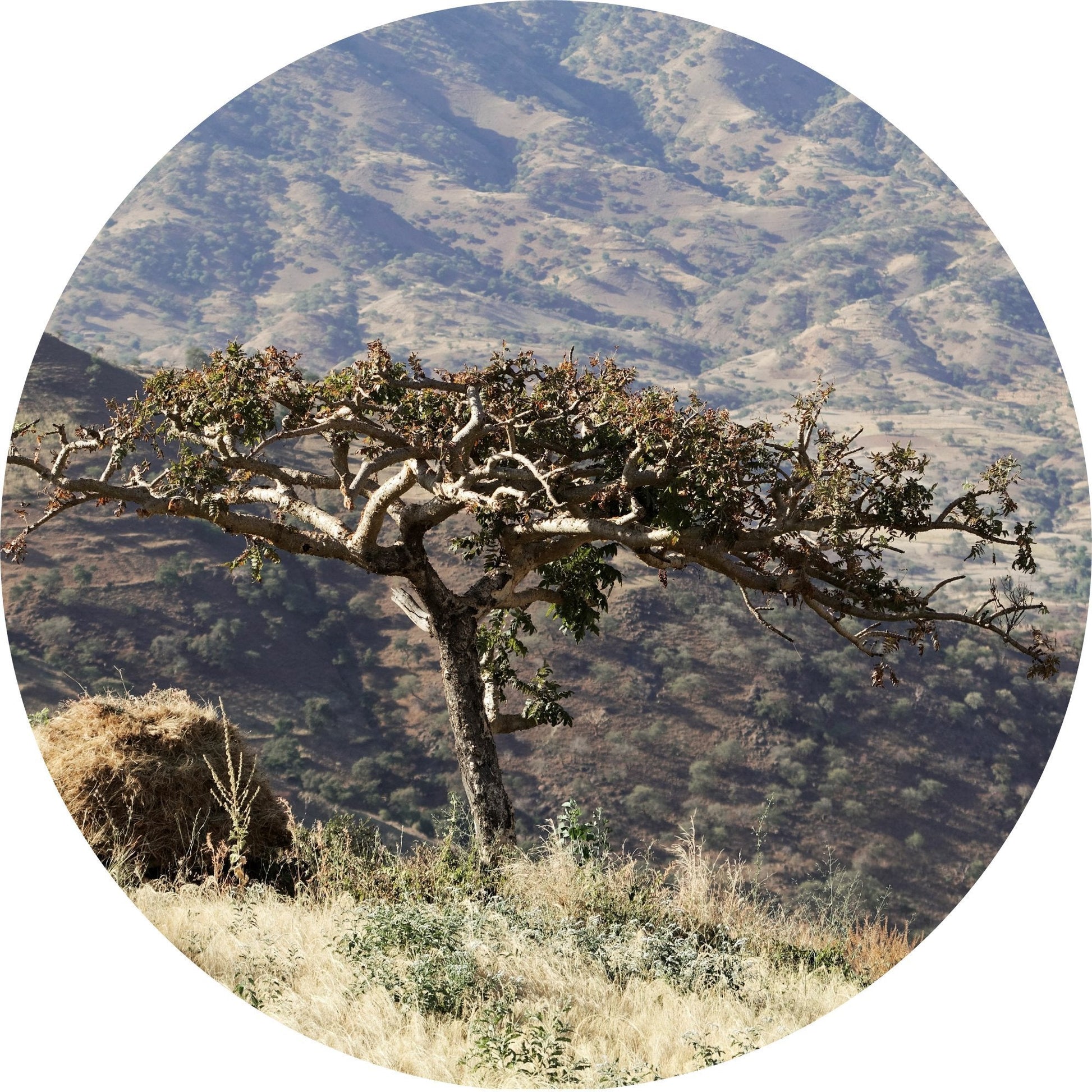 frankincense essential oil
