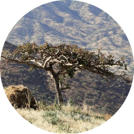 frankincense essential oil