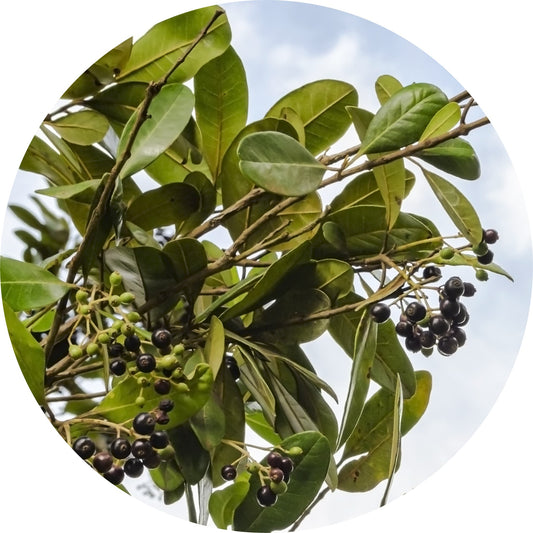 All Spice - Essential Oil