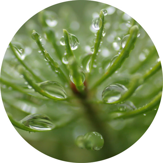 Fir, Balsam - Absolute