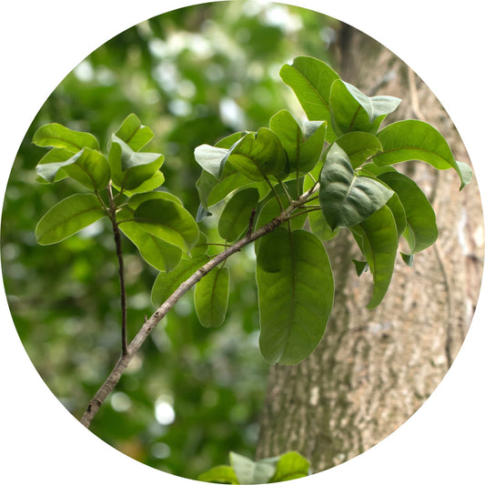 Balsam Peru - Essential Oil