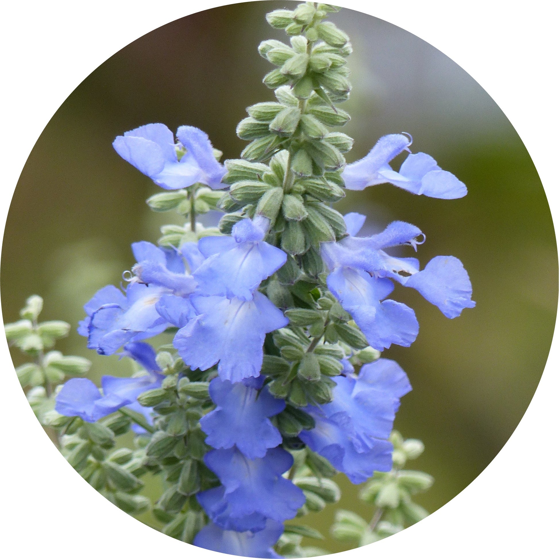 sage essential oil