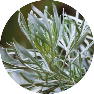 Blue Sagebrush Essential Oil