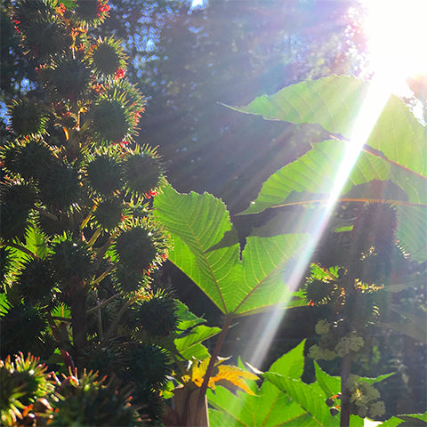 cold-pressed castor oil