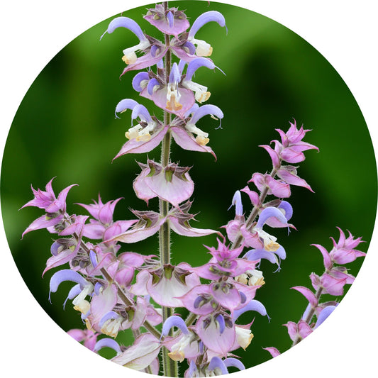 Clary Sage - Absolute