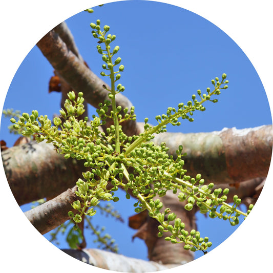Frankincense, Classic Carterii - Essential Oil