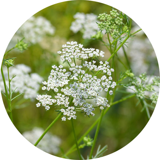 Cumin - Essential Oil