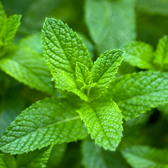 remedy to cure sore throat