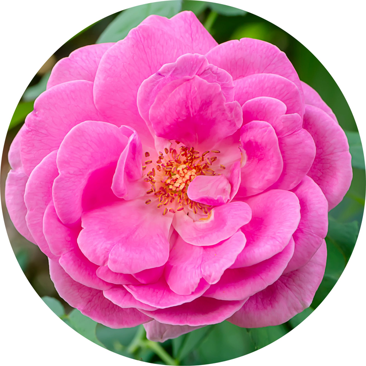 Damask Rose Otto Essential Oil