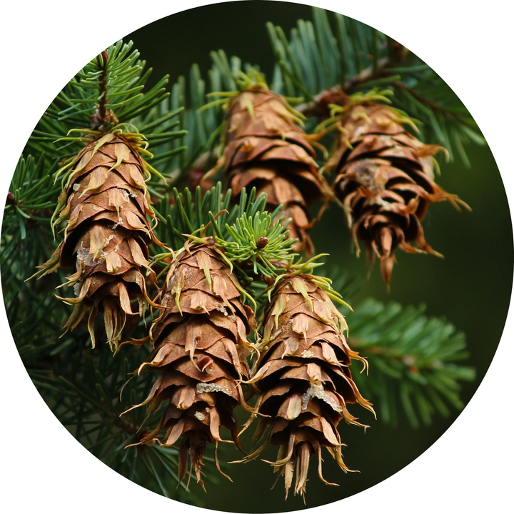 Fir Bark, Douglas Essential Oil