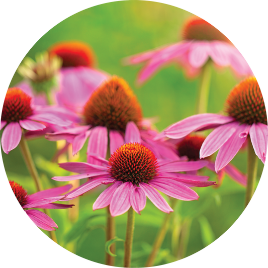 Echinacea - Ginger + Orange Blend