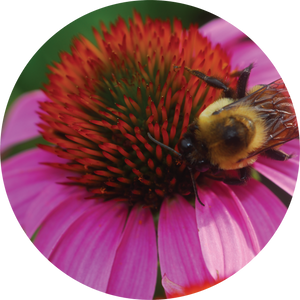 Echinacea + Hyssop