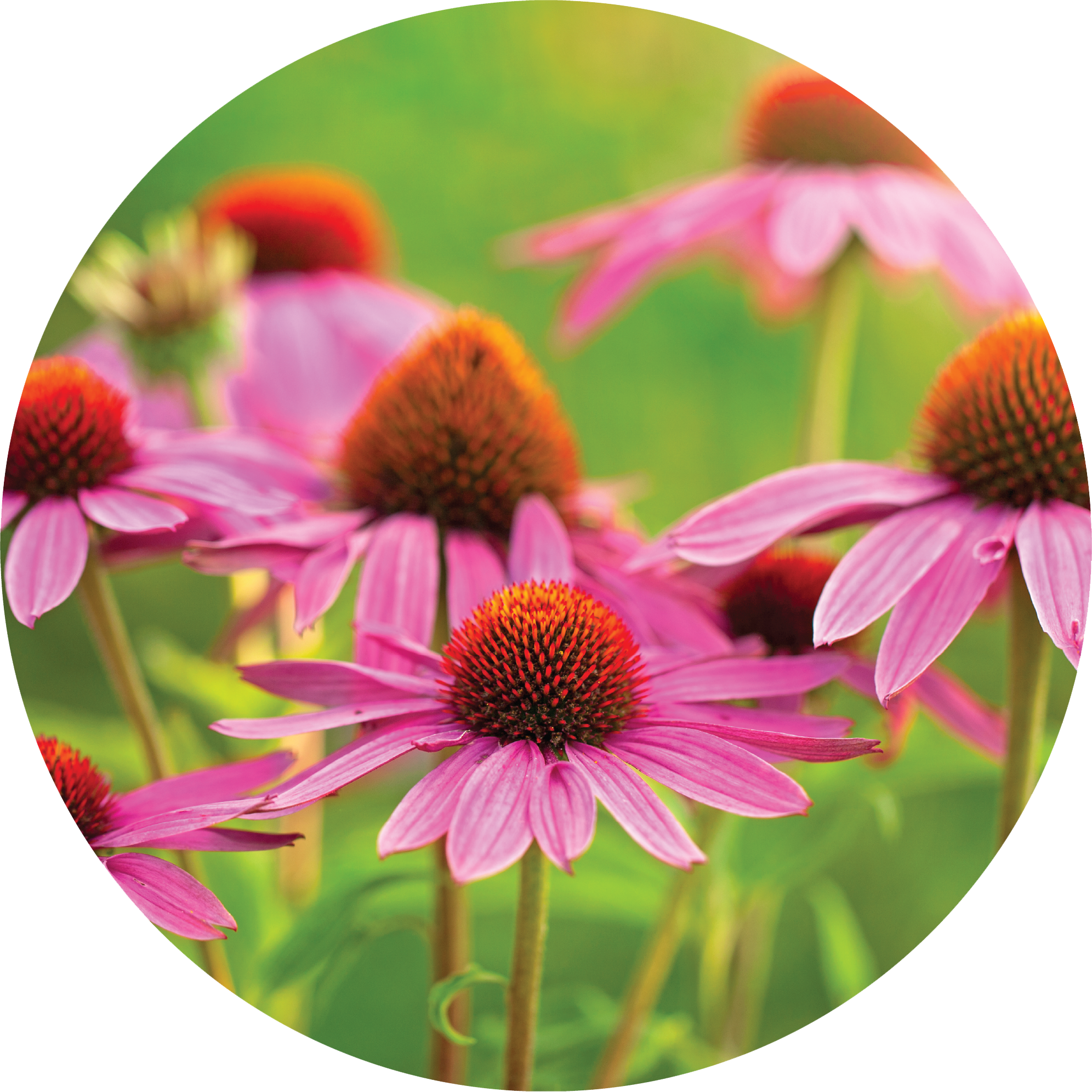 Echinacea - Ginger + Orange