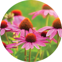 Load image into Gallery viewer, Echinacea - Ginger + Orange