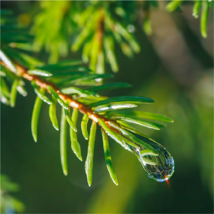 evergreen essential oils
