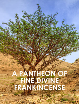 frankincense essential oils