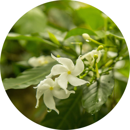 Jasmine Attar Chameli - Essential Oil