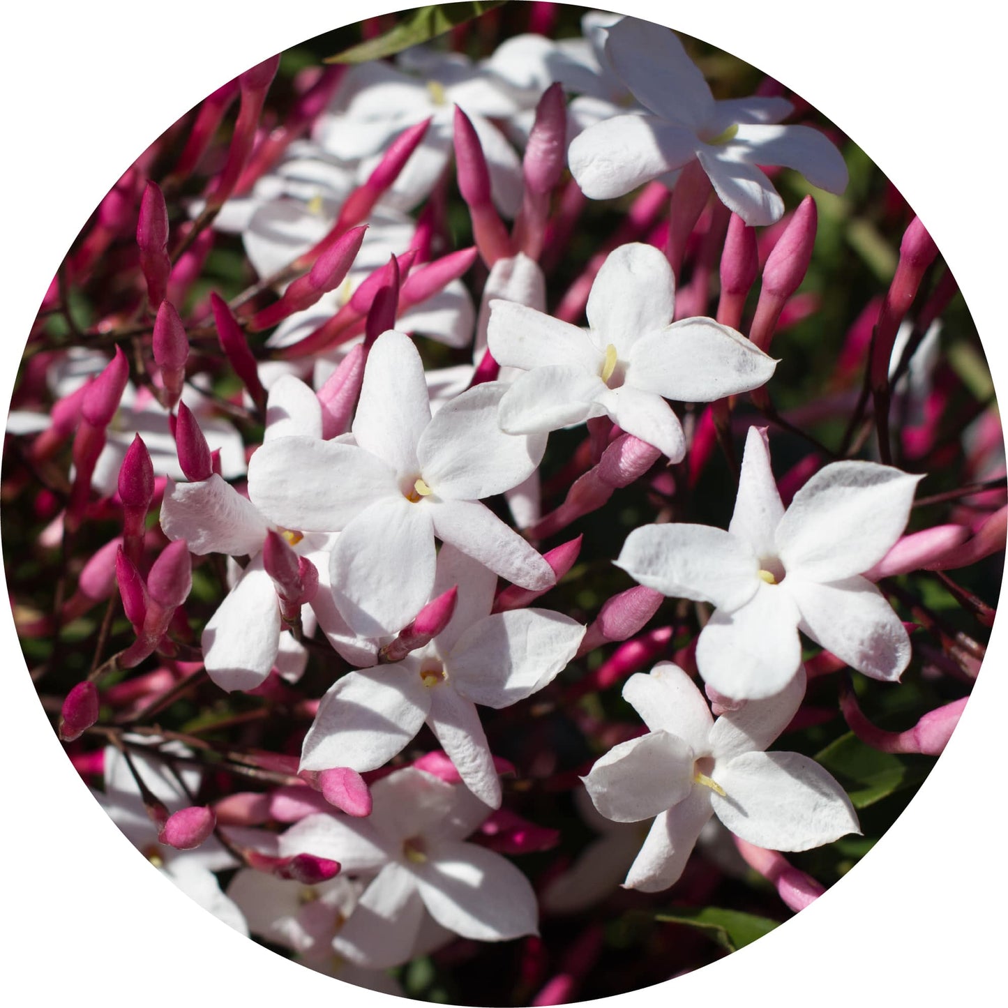 Jasmine Attar Motia - Essential Oil