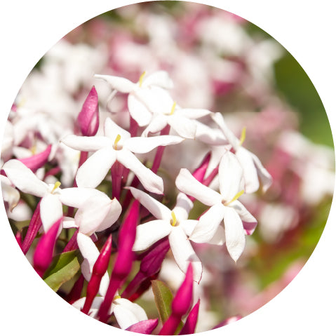 Jasmine Otto, Royal - Essential Oil