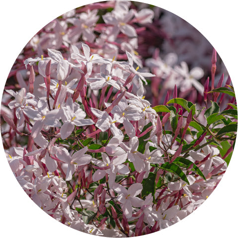 jasmine essential oil