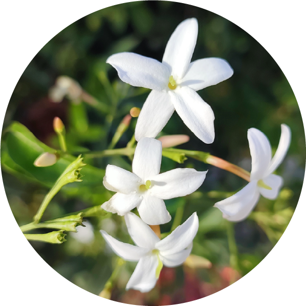 jasmine essential oil